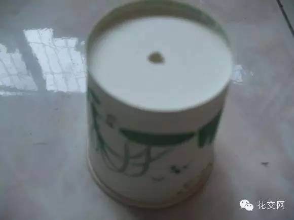 图解 栀子花折枝爆盆的方法