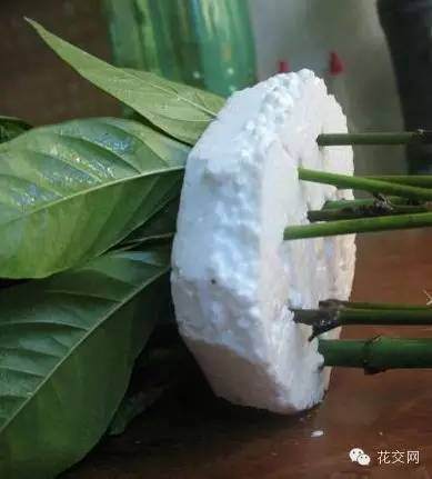 图解 栀子花折枝爆盆的方法