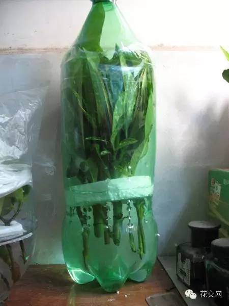 图解 栀子花折枝爆盆的方法