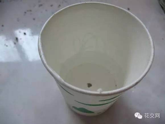 图解 栀子花折枝爆盆的方法