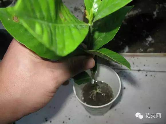 图解 栀子花折枝爆盆的方法