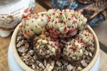多肉植物如何正确上盆 图片