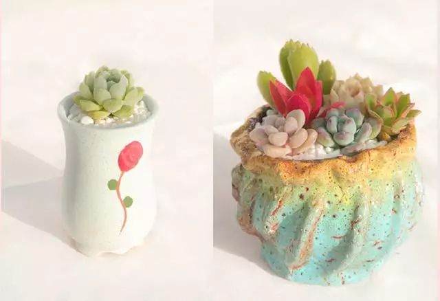 新买的多肉能不能活 就看你怎么上盆了