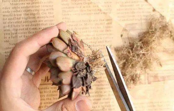 新买的多肉能不能活 就看你怎么上盆了