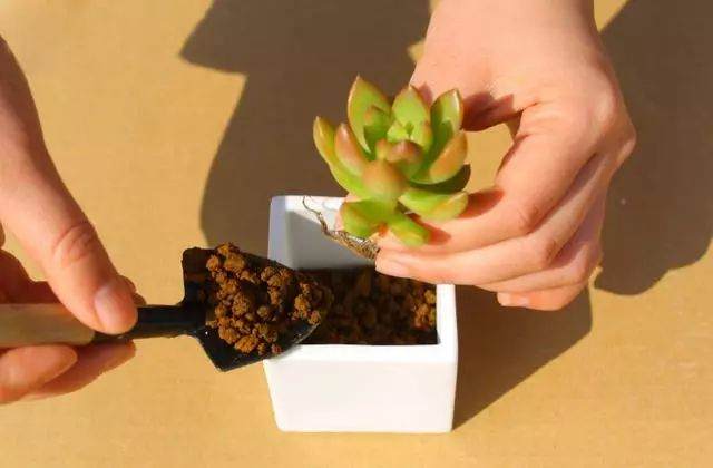 新买的多肉能不能活 就看你怎么上盆了