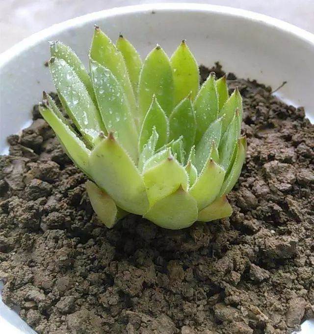 扦插苗生根后 如何给花卉上盆