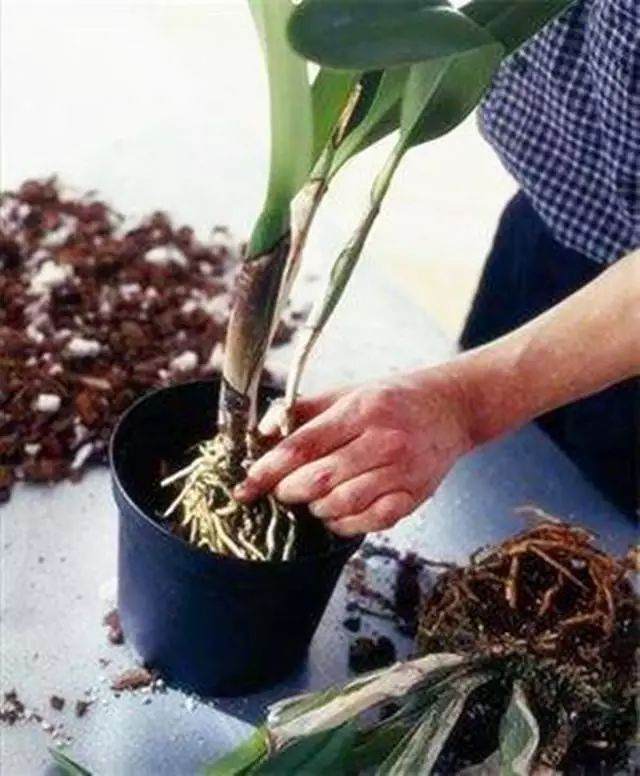 扦插苗生根后 如何给花卉上盆