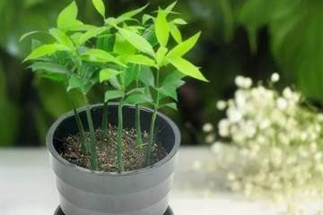 扦插苗生根后 如何给花卉上盆 图片