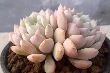 干土上盆 潮土上盆 多肉上盆应该选哪种