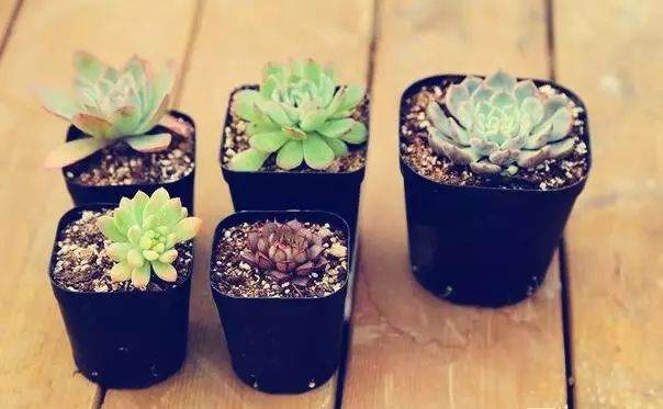 养多肉不会上盆 怪不得总养不好!