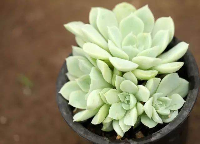 养多肉不会上盆 怪不得总养不好 图片