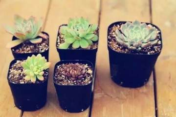 养多肉不会上盆 怪不得总养不好 图片