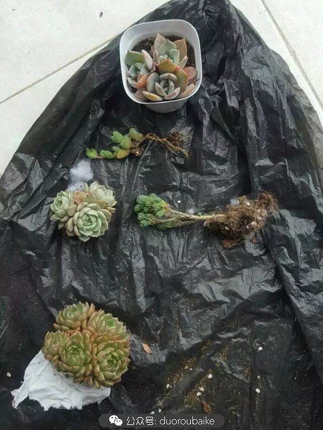 多肉上盆 新手的第一步 技术帖 图片