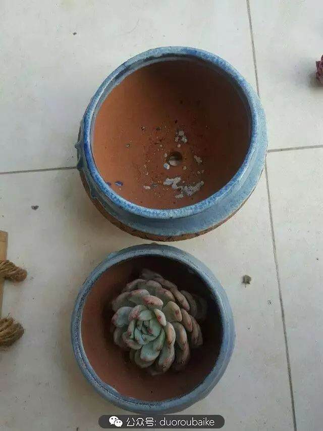 多肉上盆 新手的第一步 技术帖 图片