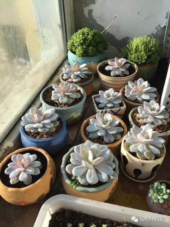 论多肉植物上盆以后 第一次给水的重要性