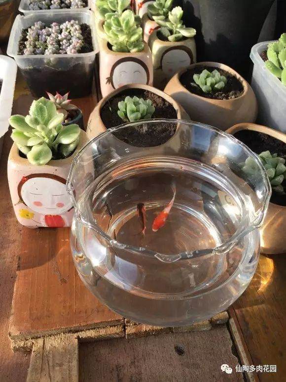 论多肉植物上盆以后 第一次给水的重要性