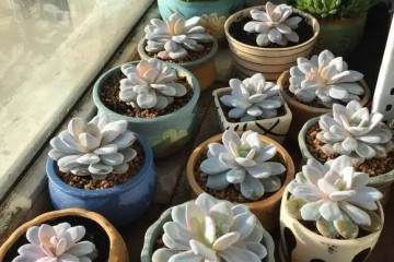 论多肉植物上盆以后 第一次给水的重要性