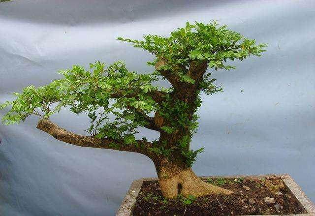 小叶女贞盆景的上盆和栽培技术