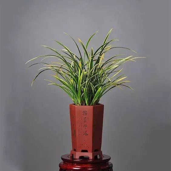 兰花刚上盆后的4个小细节 决定了它的生死