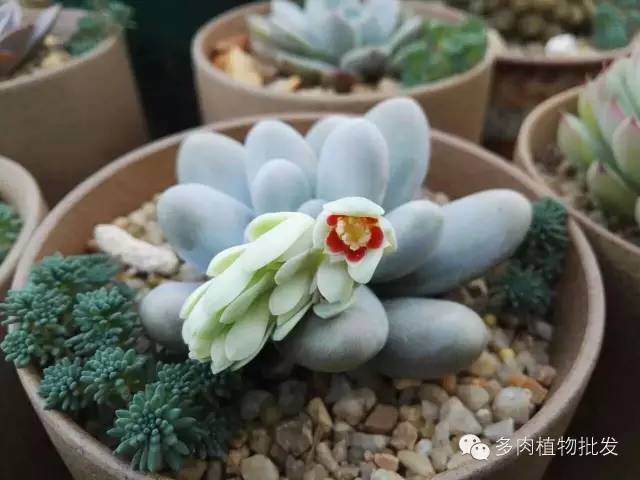 冬型多肉品种的移植上盆方法