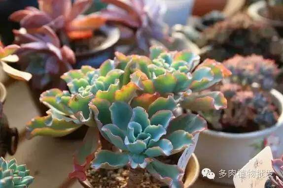 多肉植物移植换盆上盆准备工作