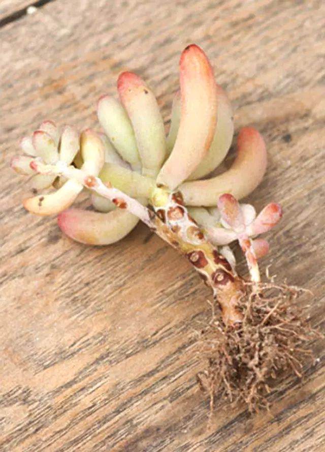 用8幅图 演示多肉植物的上盆全过程