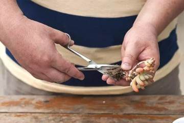 用8幅图 演示多肉植物的上盆全过程