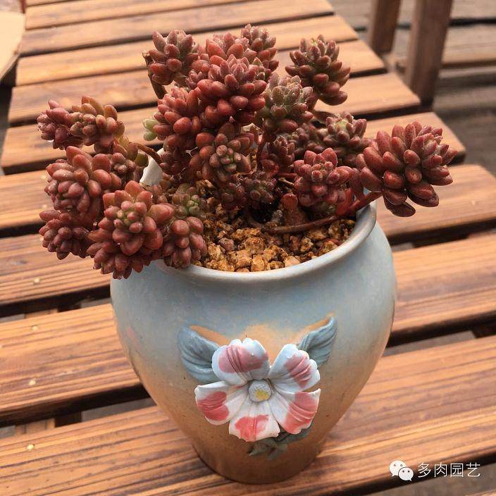 多肉从上盆到漂亮的3个步骤 学会你就入坑了!