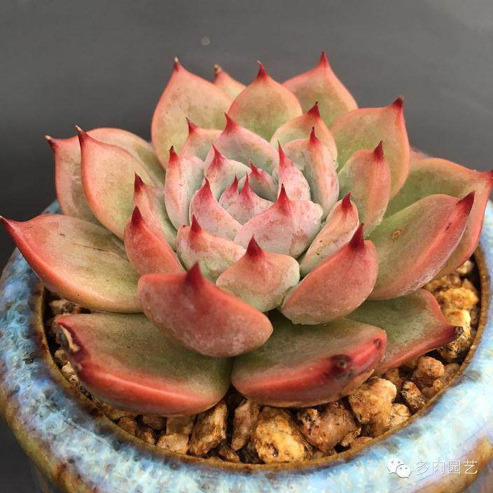 多肉从上盆到漂亮的3个步骤 学会你就入坑了!