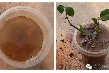 图解水插月季盆栽的上盆过程 图片