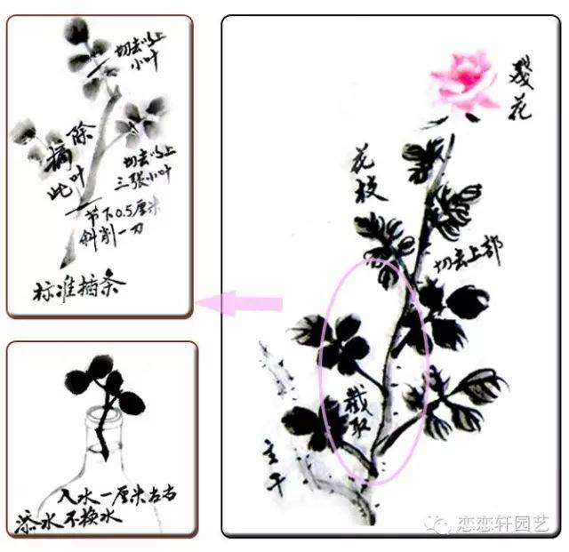 图解 水插月季盆栽的催根及上盆技巧 图片