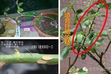 图解 水插月季盆栽的催根及上盆技巧 图片