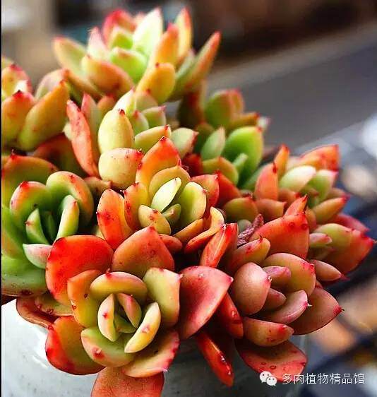 多肉植物干土上盆?还是潮土上盆?