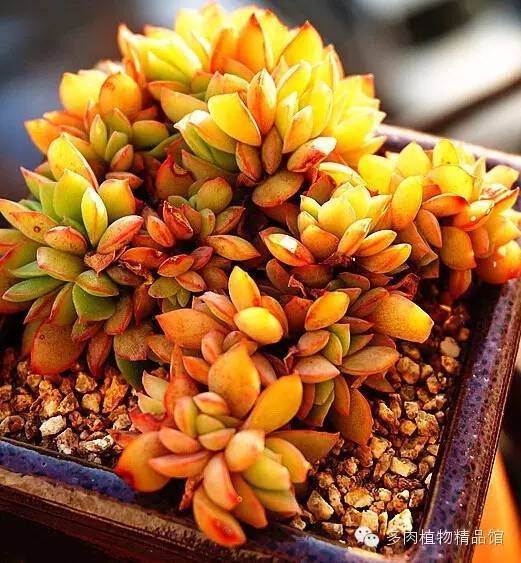 多肉植物干土上盆?还是潮土上盆?