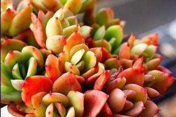 多肉植物干土上盆 还是潮土上盆 图片