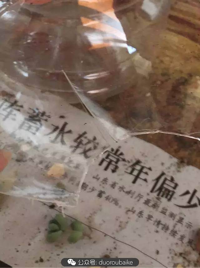 多肉上盆小贴士 介绍两个多肉上盆神器