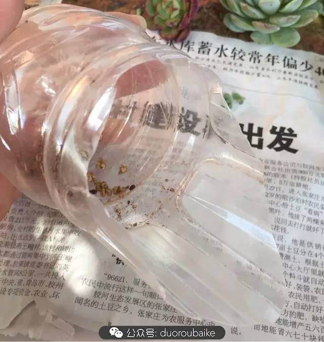 多肉上盆小贴士 介绍两个多肉上盆神器