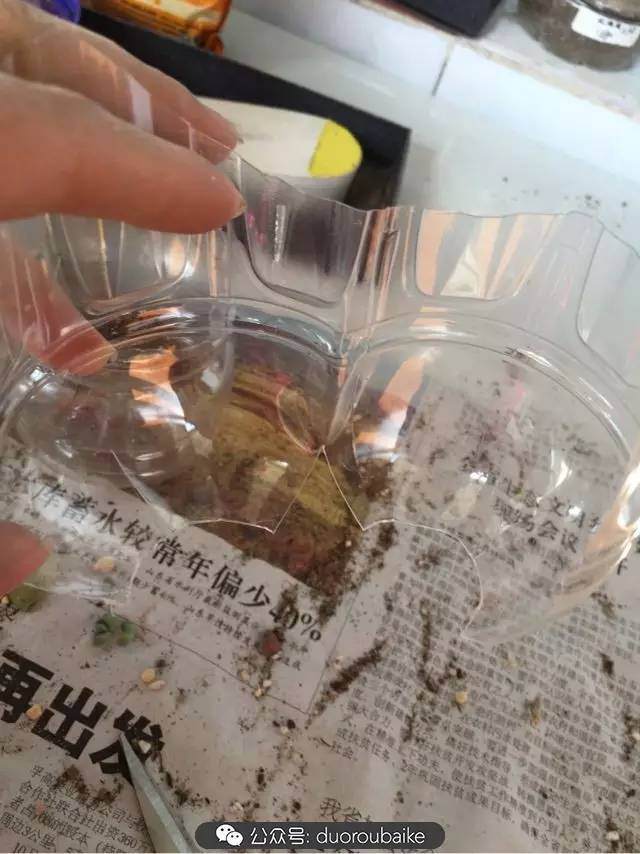 多肉上盆小贴士 介绍两个多肉上盆神器