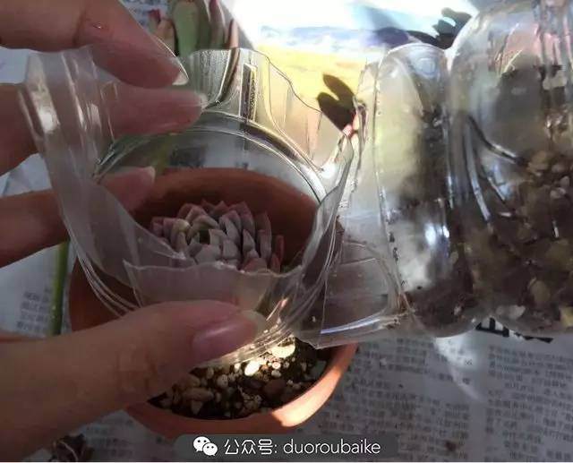 多肉上盆小贴士 介绍两个多肉上盆神器