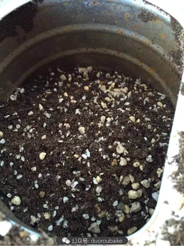 多肉上盆小贴士 介绍两个多肉上盆神器