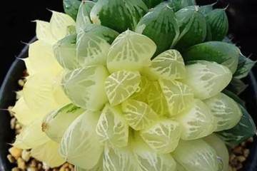 关于多肉植物怎么换盆的技巧 图片