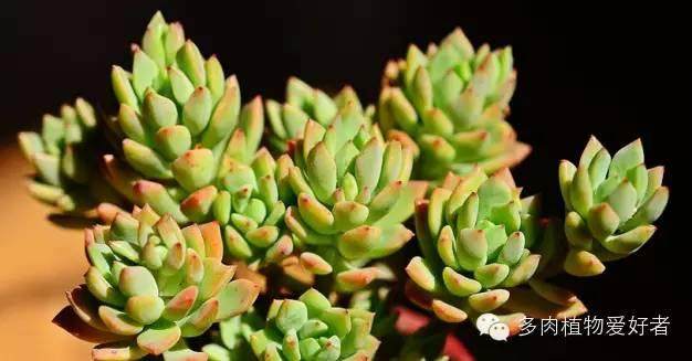 多肉植物缓根期的养护办法