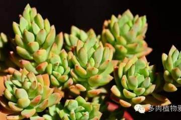 多肉植物在上盆时 如何选择最好的盆