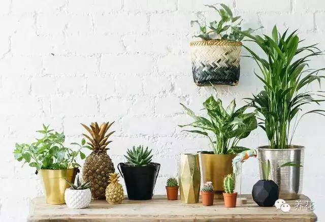 盆栽中有两种情况需要换盆