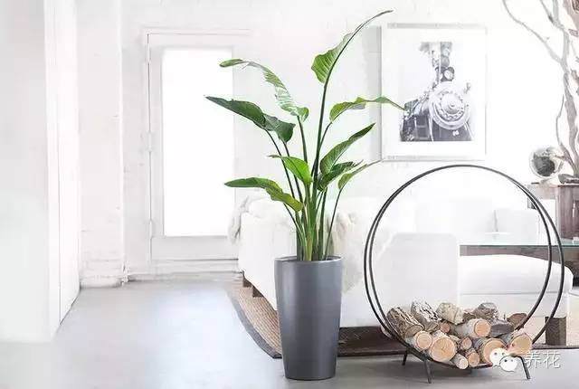 花卉移栽到盆钵中继续栽培,称为上盆