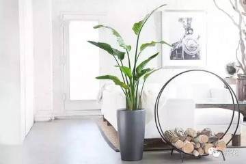 花卉移栽到盆钵中继续栽培 称为上盆 图片