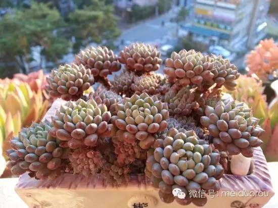 多肉植物上盆之后的状态表现