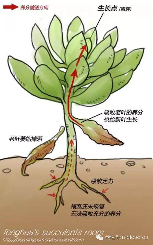 多肉植物上盆之后的状态表现