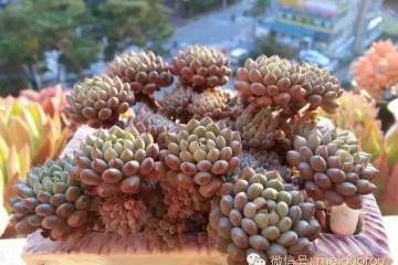 多肉植物上盆之后的状态表现 图片