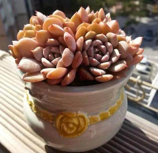 新网购的多肉植物 如何上盆?